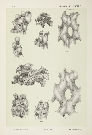 Figs. 1-5. Retepora Phoenicea. Figs. 6-7… Prodromus of the Zoology of Victoria