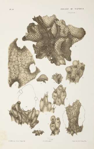 Figs. 1-3. Retepora Granulata. Figs. 4-8… Prodromus of the Zoology of Victoria