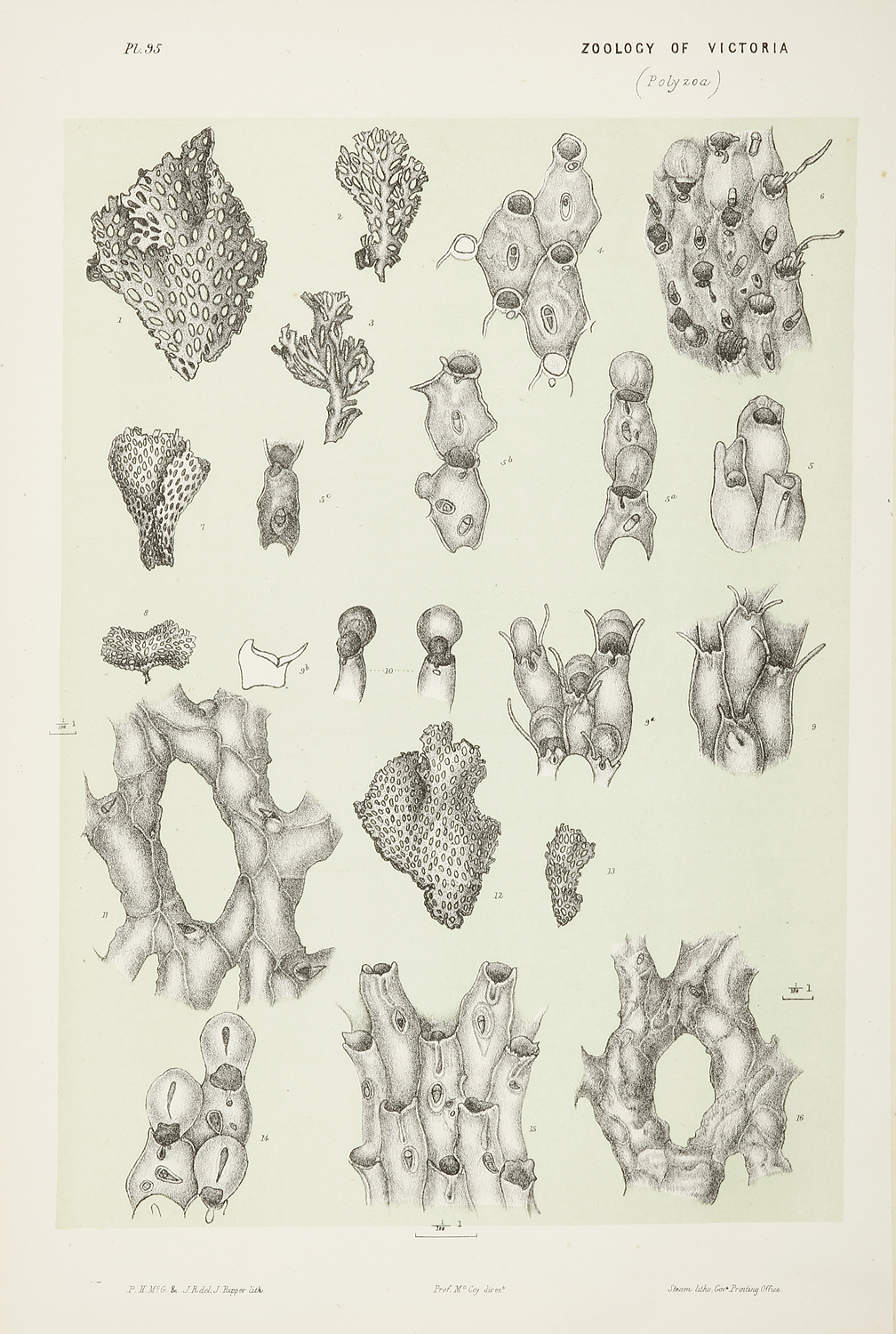 Figs.1-6. Retepora Porcellana. Figs. 7-11. Retepora Avicularis. Figs. 12-16. Retepora Fissa. - Antique Print from 1885