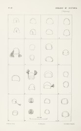 Opercula of Species of Retepora PRINTS & PHOTOGRAPHS