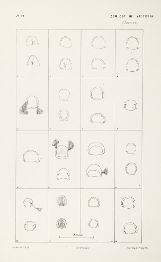 Opercula of Species of Retepora Prodromus of the Zoology of Victoria