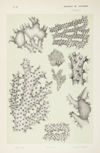 Fig. 1 to 5. Hornera Foliacea. Fig. 6 to… Prodromus of the Zoology of Victoria
