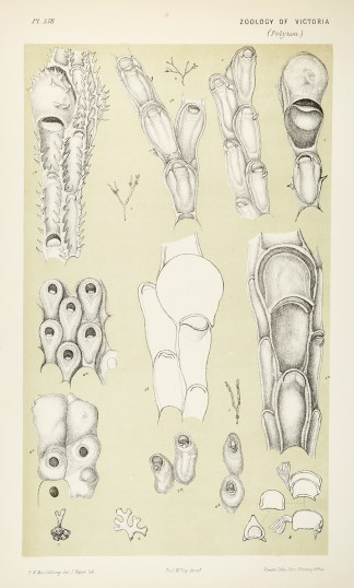 Fig. 1. Farciminaria Aculeata. Figs. 2-4… Prodromus of the Zoology of Victoria