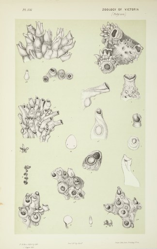 Fig. 1 and 2. Lagenipora Tuberculata. Fi… Prodromus of the Zoology of Victoria