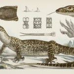 Reptiles & Amphibians