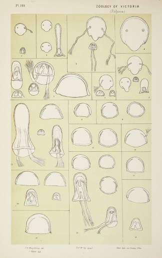 Chitinous Parts of Species of Cellepora Prodromus of the Zoology of Victoria