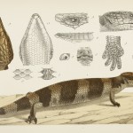 Reptiles - Lizards - McCoy's Zoology