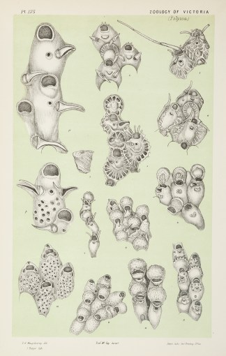Fig. 1. Tessaradoma Magnirostris.Figs. 2… Prodromus of the Zoology of Victoria