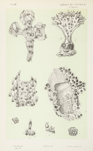 Fig. 1. Stomatopora Geminata. Fig. 2. Fl… Bryozoans, Echinoderms, Sea Pens - McCoy's Zoology