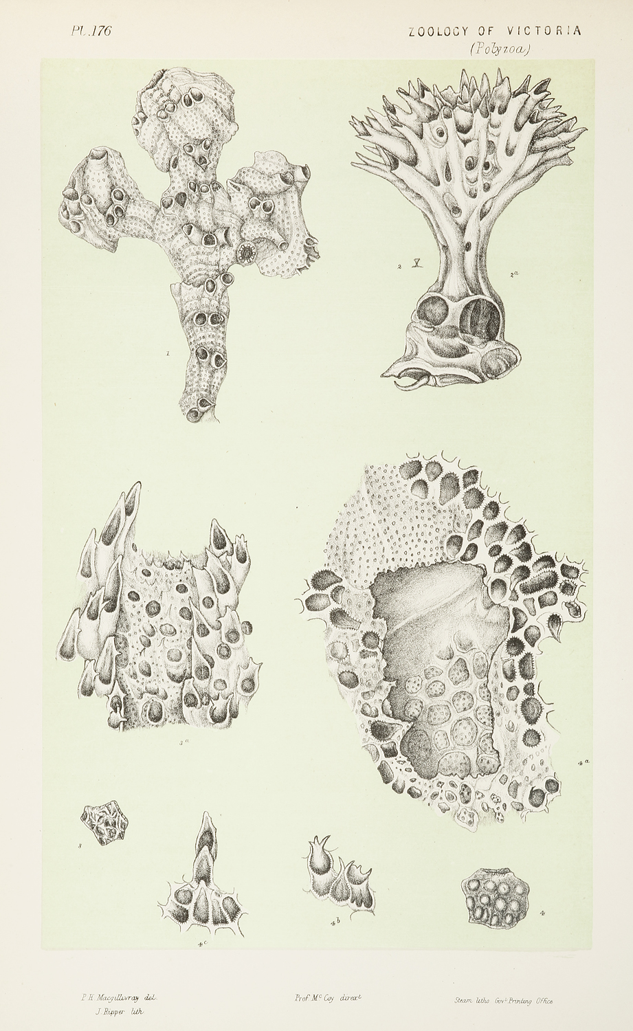 Fig. 1. Stomatopora Geminata. Fig. 2. Flosculipora Pygmaea. Fig. 3. Lichenopora Magnifica. Fig. 4. Lichenopora Bullata. - Antique Print from 1889