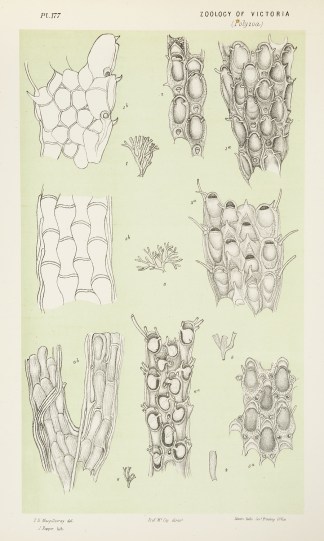 Fig. 1 and 2. Craspedozoum Ligulatum. Fi… Prodromus of the Zoology of Victoria