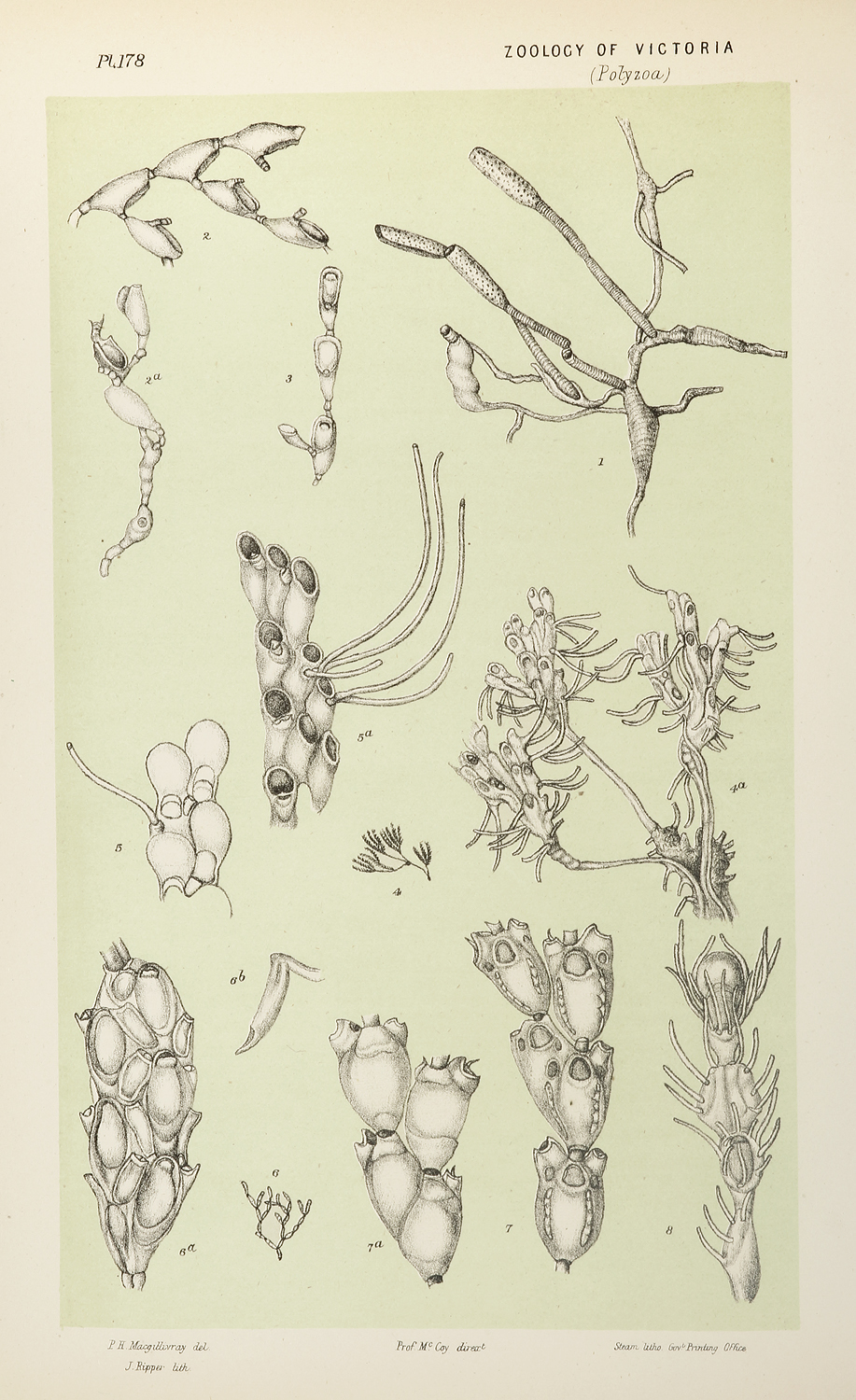 Fig. 1. Aetea Recta. Fig. 2 and 3. Scruparia Chelata. Fig. 4 and 5. Rhabdozoum Wilsoni. Fig. 6. Farcimia Appendiculata. Fig. 7. Catenicella Ringens. Fig. 8. Dimetopia Hirta. - Antique Print from 1889