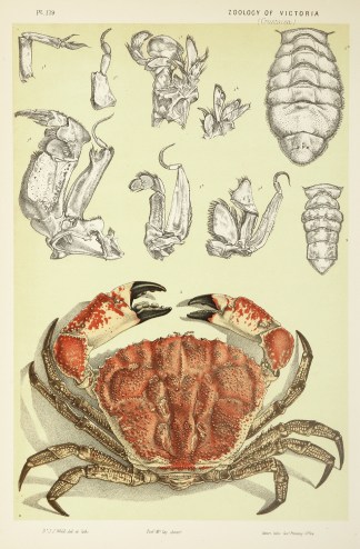 The Great Red King-Crab [Tasmanian Giant… Prodromus of the Zoology of Victoria