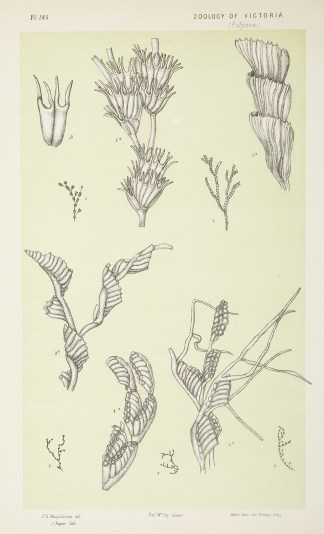 Fig. 1. Amathia Bicornis. Fig. 2. Amathi… Prodromus of the Zoology of Victoria