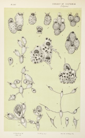 Figs. 1-3. Membraniporella Distans. Figs… Prodromus of the Zoology of Victoria