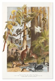 Animal life in Australia.