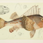 Fish - McCoy's Zoology