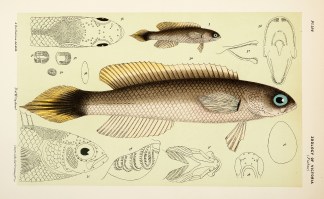 Trachinops Caudimaculatus, The Blotched-… Prodromus of the Zoology of Victoria
