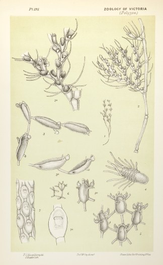 Fig. 1 and 2. Stirparia Glabra. Fig. 3. … Prodromus of the Zoology of Victoria