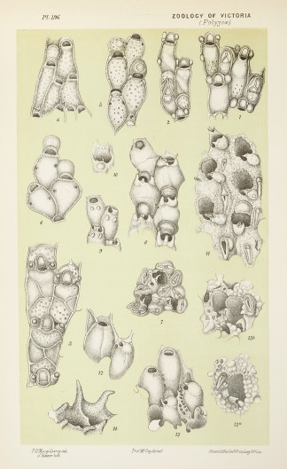Fig. 1. Thairopora Armata. Fig. 2. Thair… Prodromus of the Zoology of Victoria