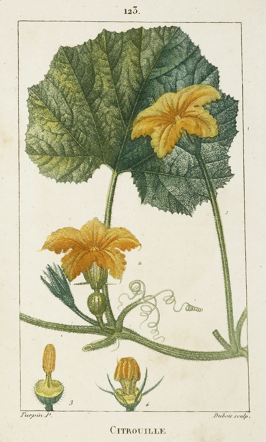 Citrouille [Pumpkin] - Antique Print from 1816