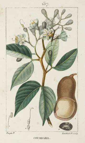 Courbaril [West Indian Locust] Fruits, Herbs, Medicinal, Spices, Vegetables