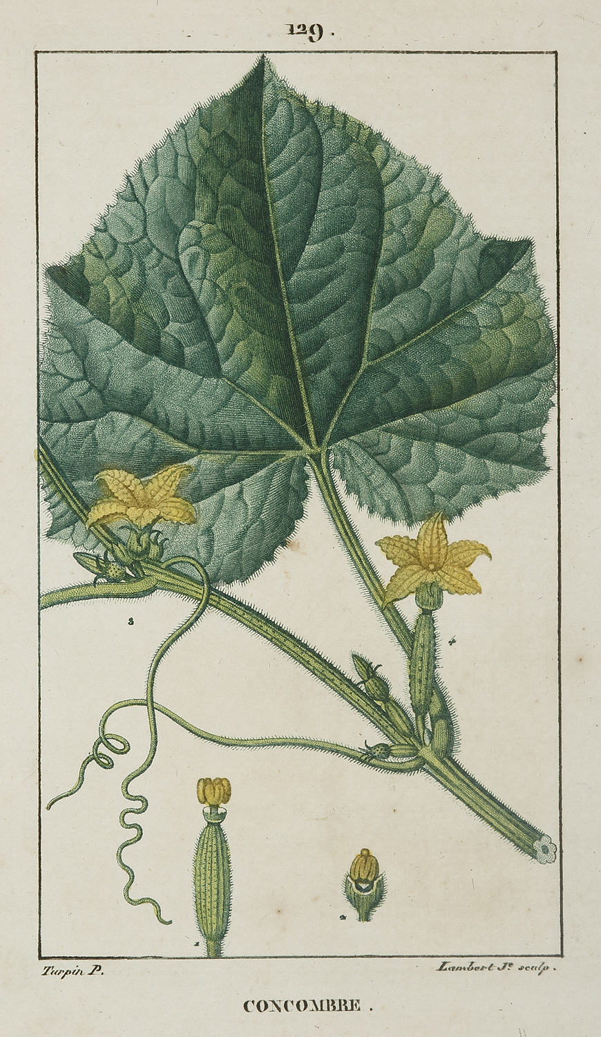 Concombre [Cucumber] - Antique Print from 1816