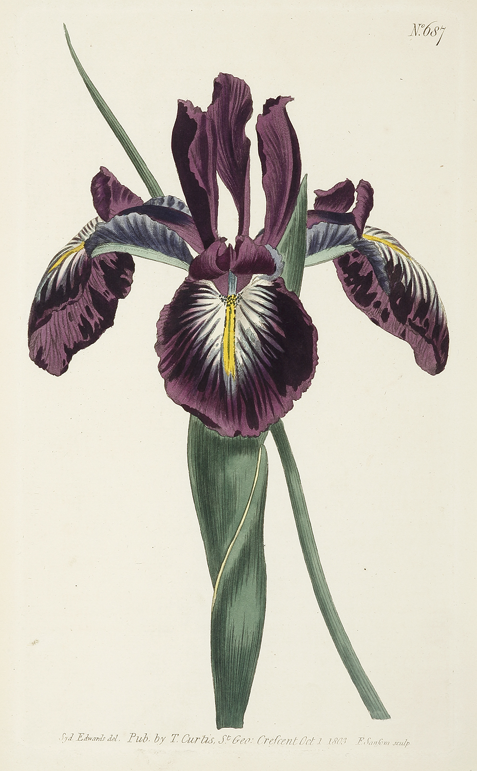 Iris Xiphiodes. Pyrenean Flag. [Iris] - Antique Print from 1803