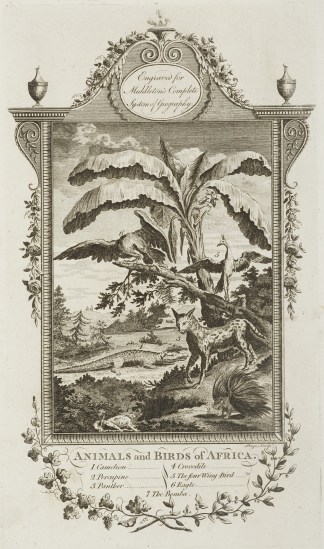 Animals and Birds of Africa. General / Global