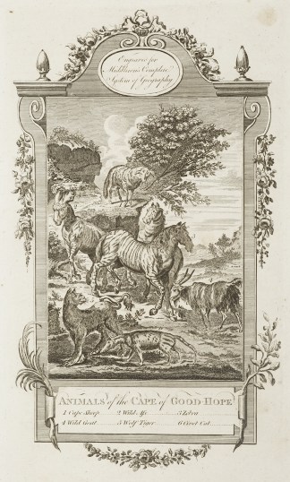 Animals of the Cape of Good Hope General / Global