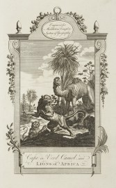 Cape de Verd Camel, and Lions of Africa.