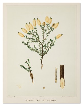 Melaleuca Squarrosa. Australian - General