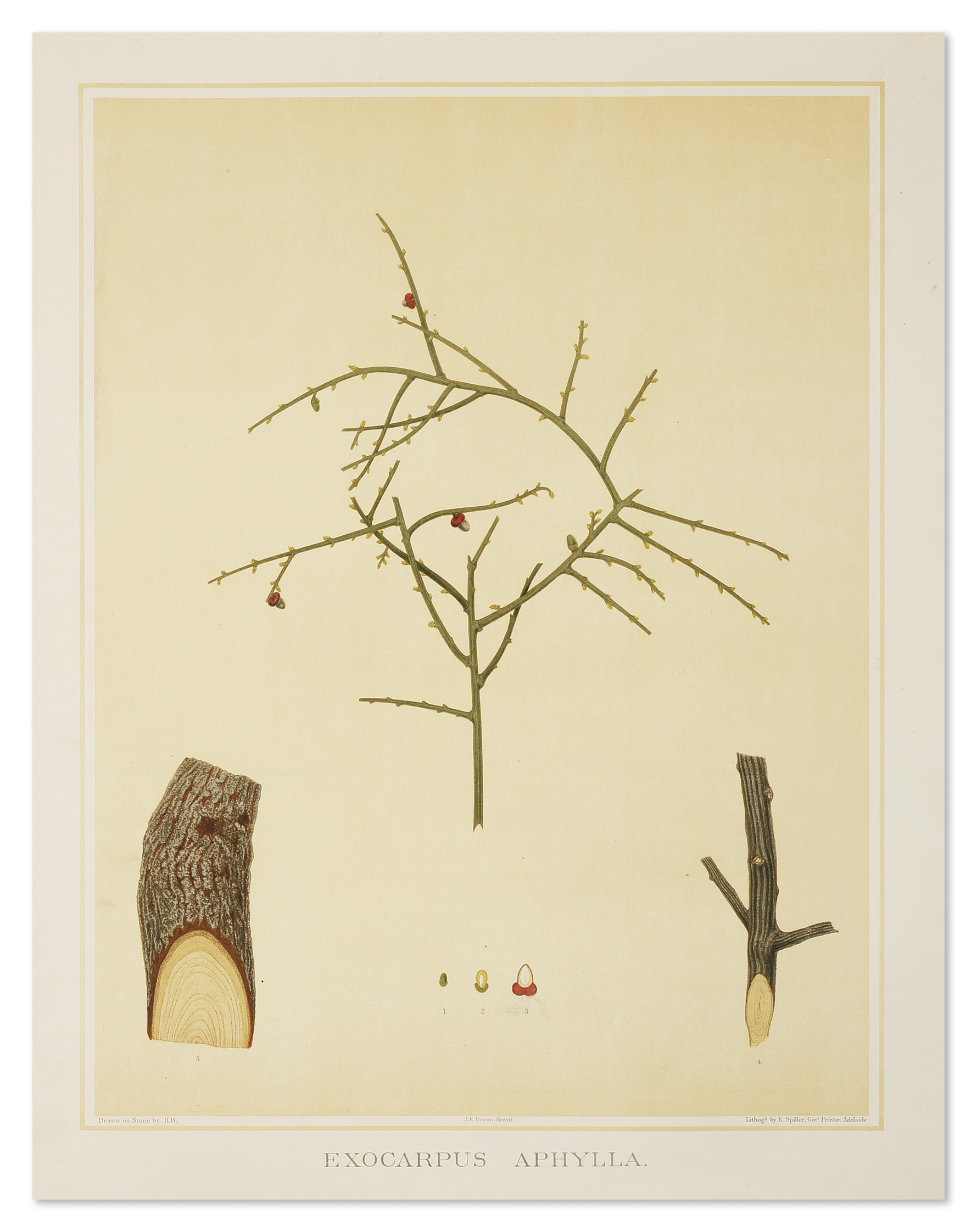 Exocarpus Aphylla - Antique Print from 1882