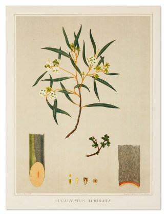 Eucalyptus Odorata. Australian - General