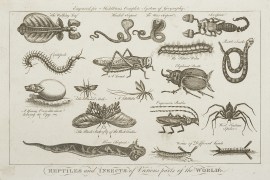 Reptiles & Insects of Various parts of the World.