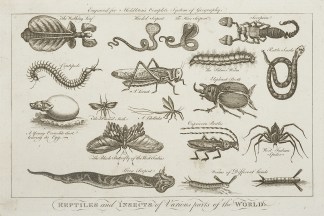 Reptiles & Insects of Various parts … Insects & Arachnids