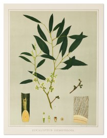 Eucalyptus Hemiphloia.