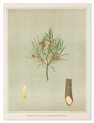 Eremophila Oppositifolia Australian - General