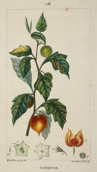 Alkekenge [Winter-Cherry] Fruits, Herbs, Medicinal, Spices, Vegetables