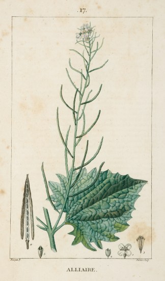 Alliaire [Jack by the Hedge] Fruits, Herbs, Medicinal, Spices, Vegetables