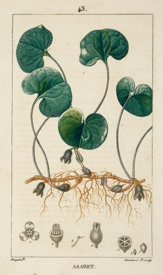 Asaret [Asarabacca] Fruits, Herbs, Medicinal, Spices, Vegetables