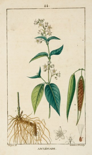 Asclepiade [Swallow-Wort] Fruits, Herbs, Medicinal, Spices, Vegetables