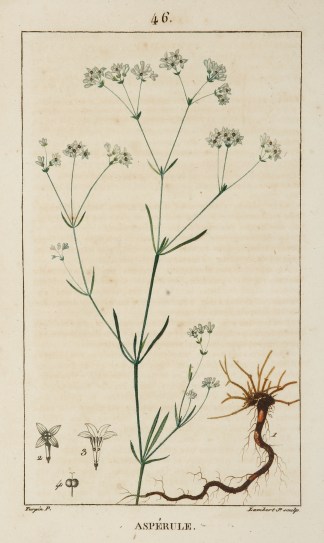 Asperule [Squinancy-Wort] Fruits, Herbs, Medicinal, Spices, Vegetables