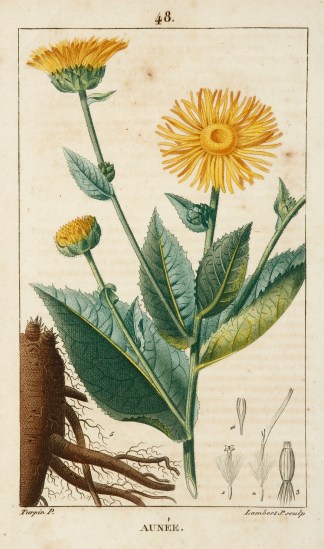 Aunee [Elecampane] Fruits, Herbs, Medicinal, Spices, Vegetables