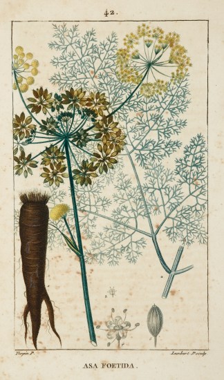Asa Foetida. [Devil’s Dung] Fruits, Herbs, Medicinal, Spices, Vegetables