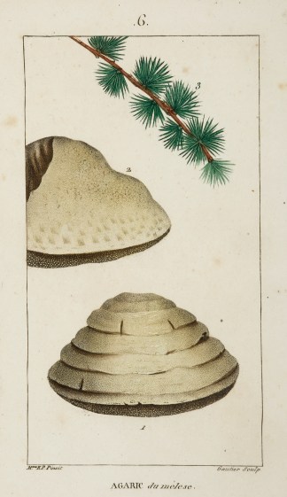 Agaric du melese. [Agaric of the Larch-T… Fruits, Herbs, Medicinal, Spices, Vegetables