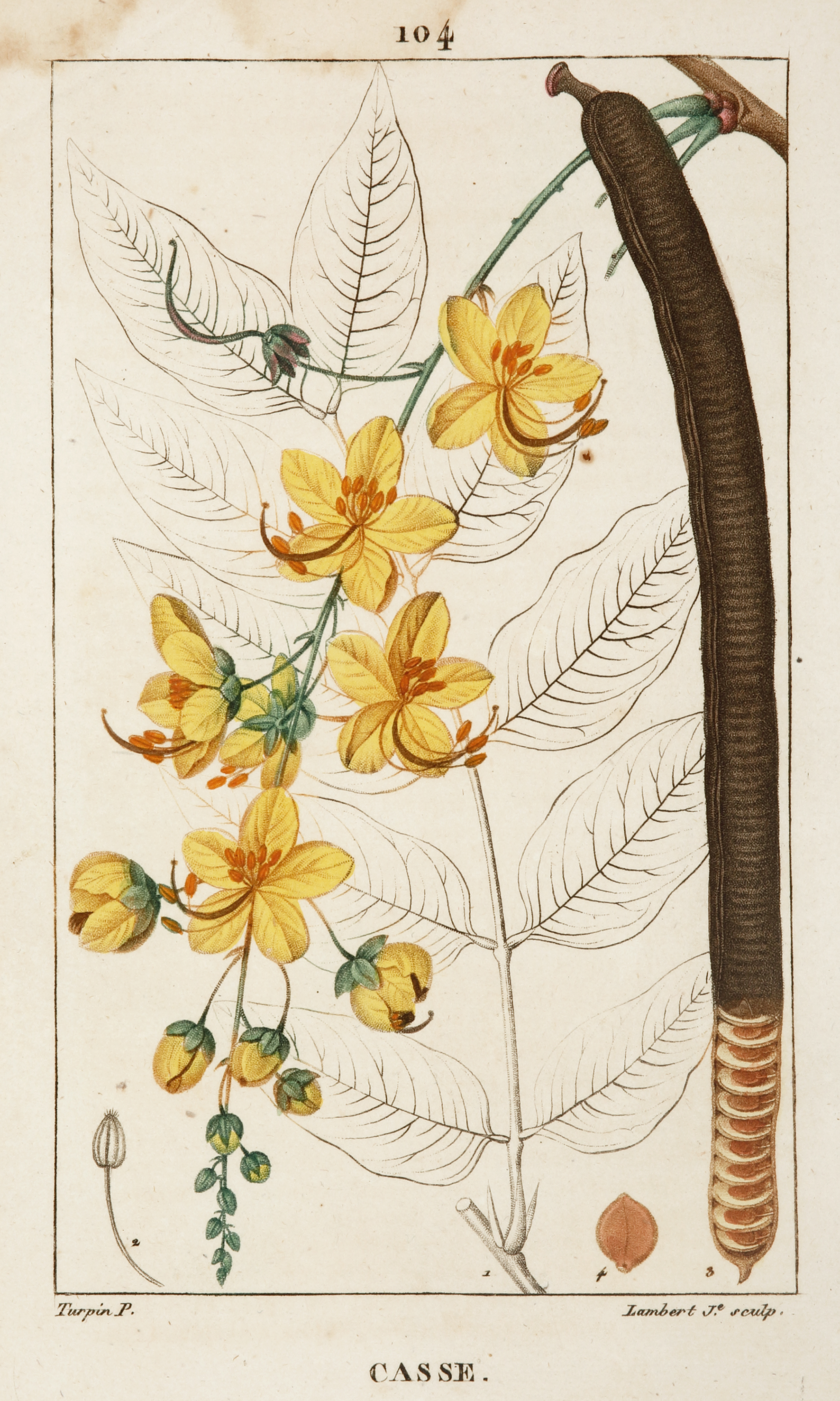 Casse [Cassia] - Antique Print from 1816