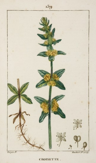 Croisette. [Crosswort] Fruits, Herbs, Medicinal, Spices, Vegetables