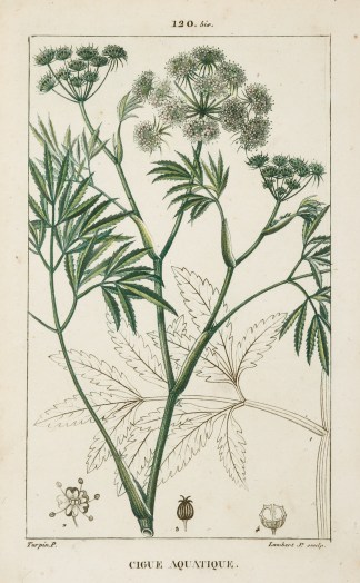 Cigue Aquatique. [Hemlock] Fruits, Herbs, Medicinal, Spices, Vegetables