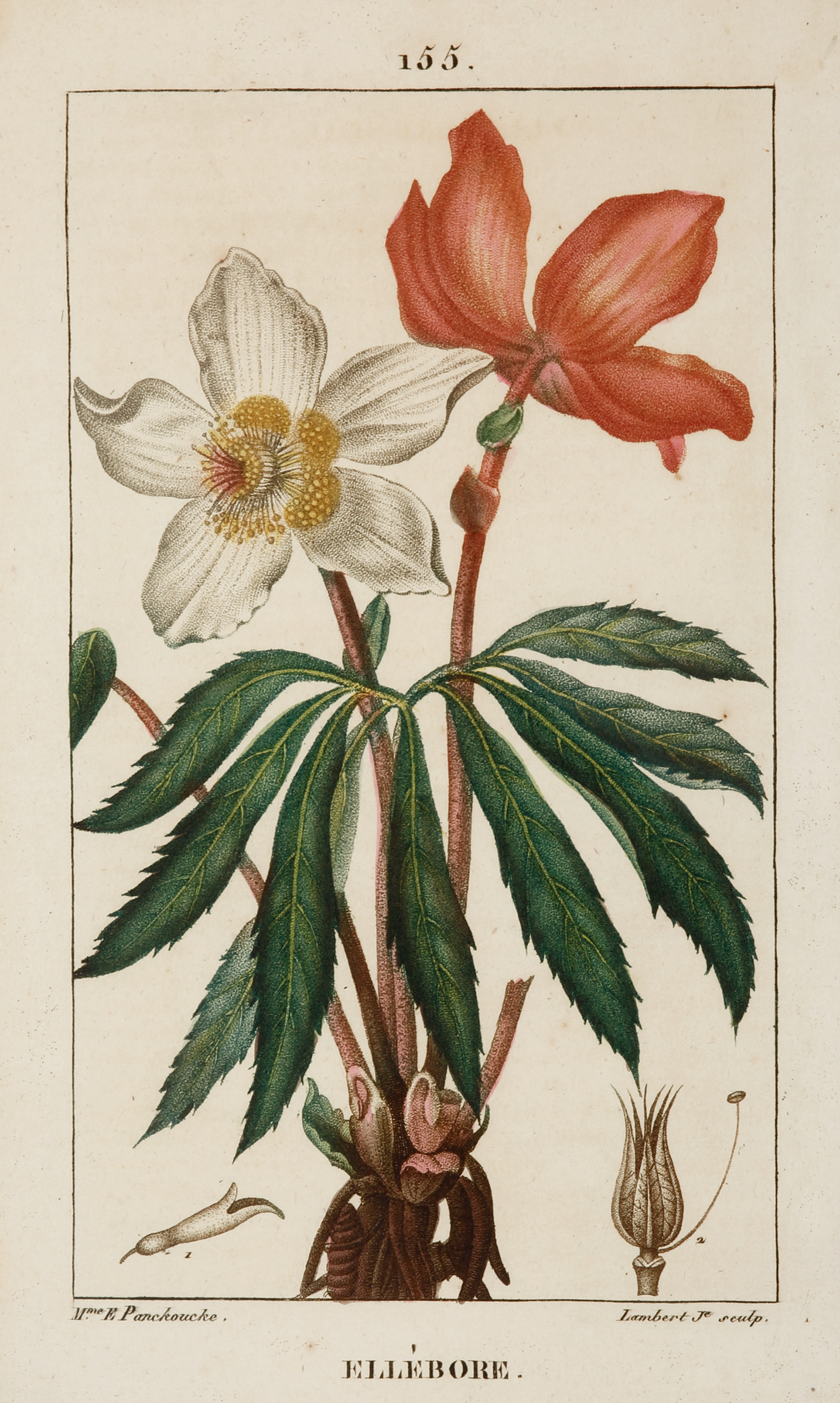 Ellebore [Christmas Rose] - Antique Print from 1816
